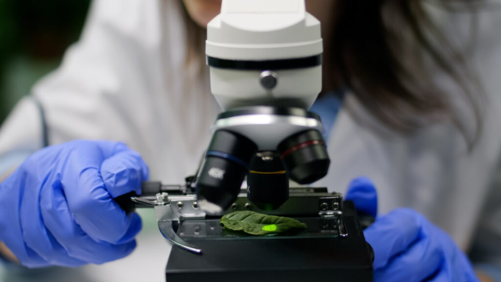 Scientist in lab coat examining a leaf under a microscope.