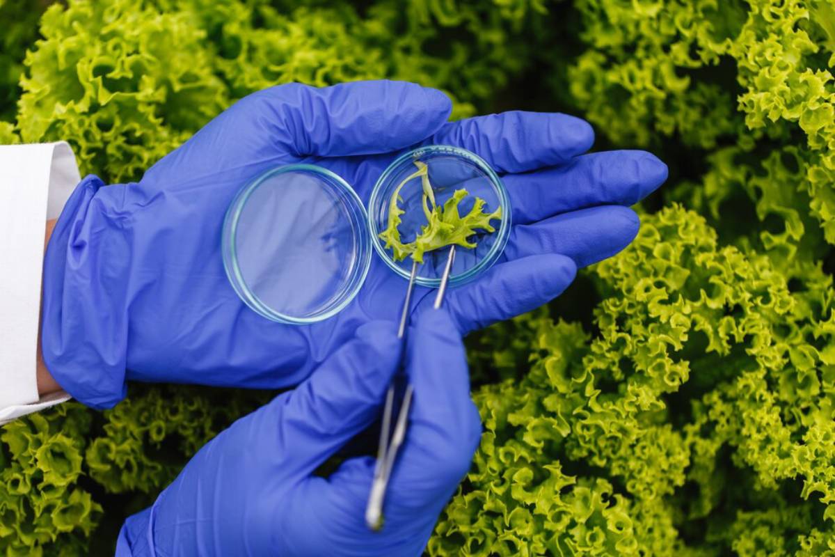 Hands in blue gloves holding a petri dish and tweezers with a plant sample over lush greenery.