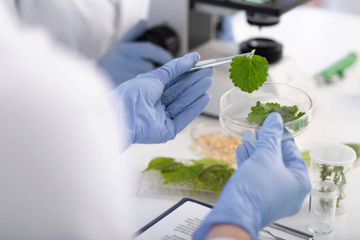 Scientist in lab gloves examines a green leaf with tweezers over a Petri dish in a laboratory setting.