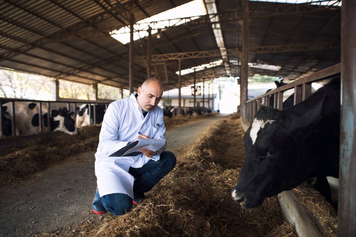 A veterinarian taking notes in a cowshed, with a dairy cow in the background.